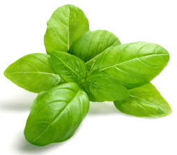 Basil leaves