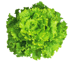 Batavia Lettuce