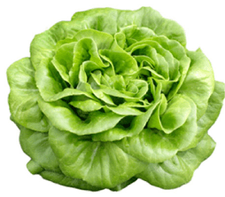 Butterhead Lettuce