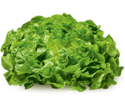 Green Oak Leaf Lettuce