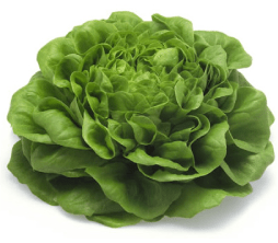 Green Leaf Salanova Lettuce