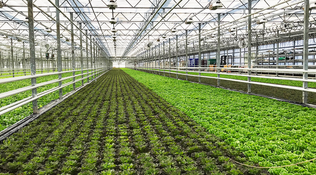 Green Life Farms selects Hydronov as partner