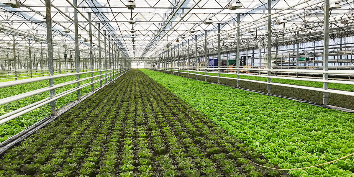 Greenhouse with a variety of healthy green plants growing.