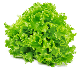 Lollo Bionda Lettuce