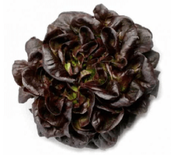 Red Butterhead Lettuce