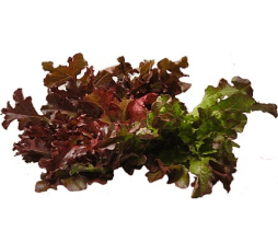 Red Oak Leaf Lettuce