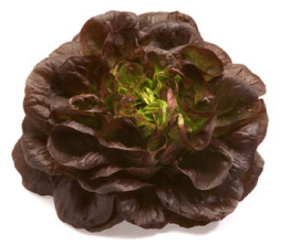 Red Leaf Salanova Lettuce