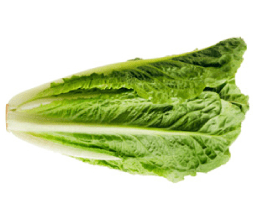 Romaine Lettuce