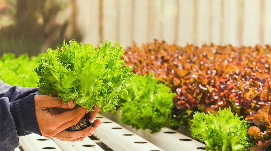 Thinking Green: Advantages of Hydroponics for the Environment
