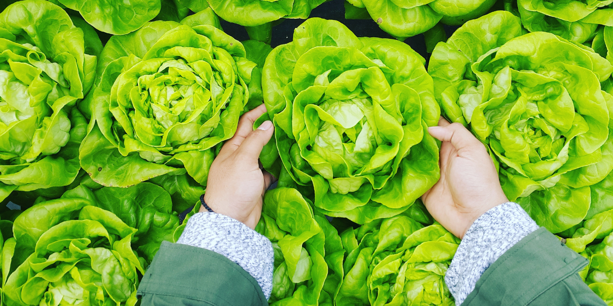 Lettuce Shortage - Rows of lettuce with hands reaching out to pick up a head of lettuce.