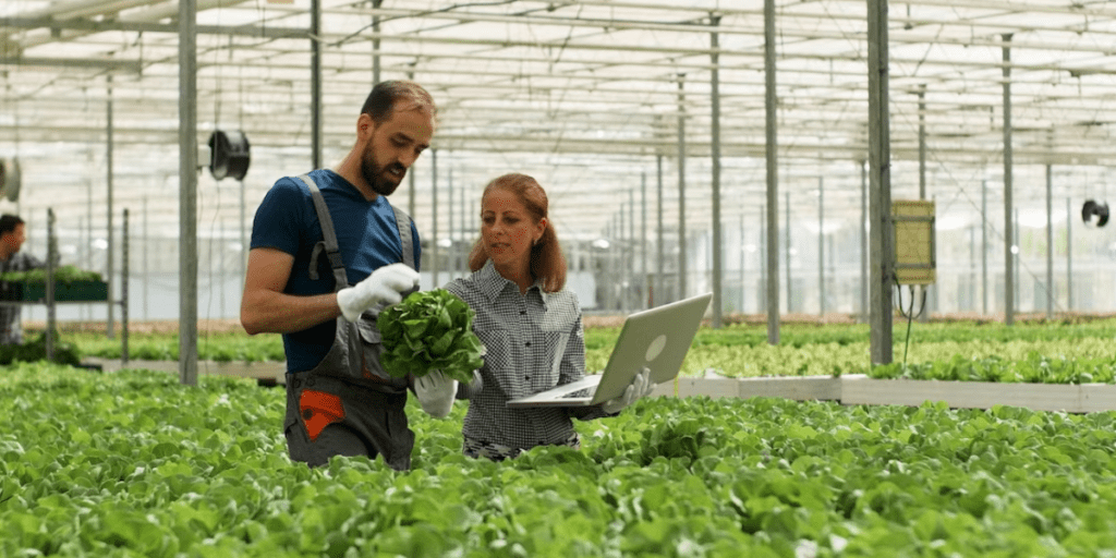 lettuce shortage - team discussing growth of lettuce in hydroponic system