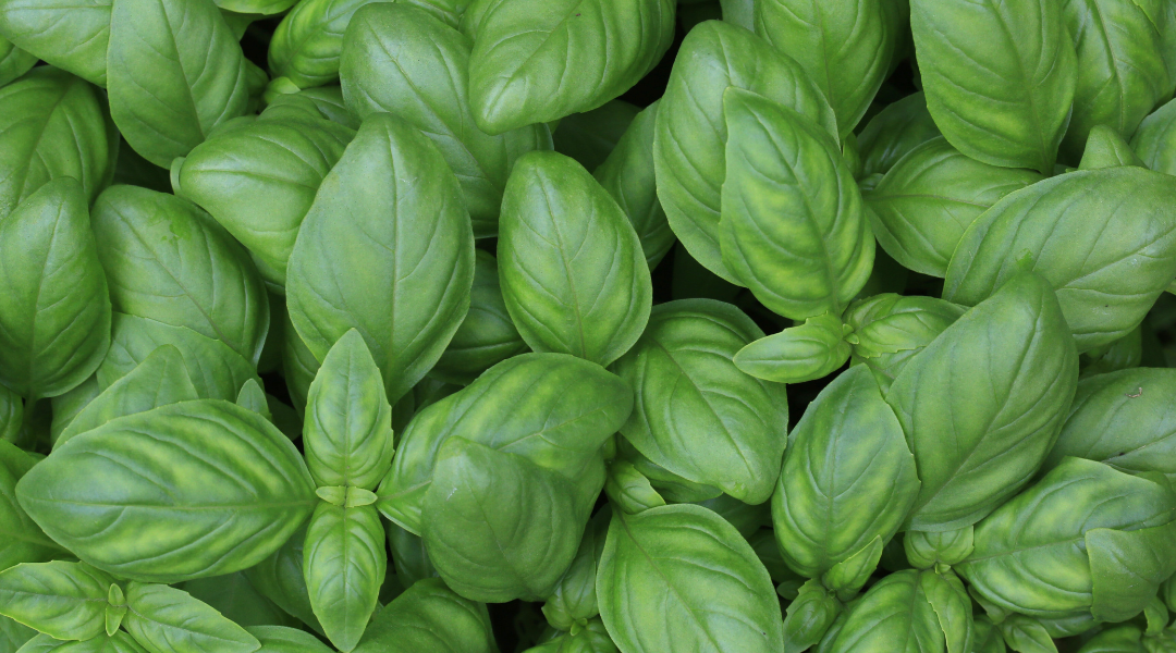 Close up of basil, one of the things that can be grown with hydroponics to help eliminate food deserts.