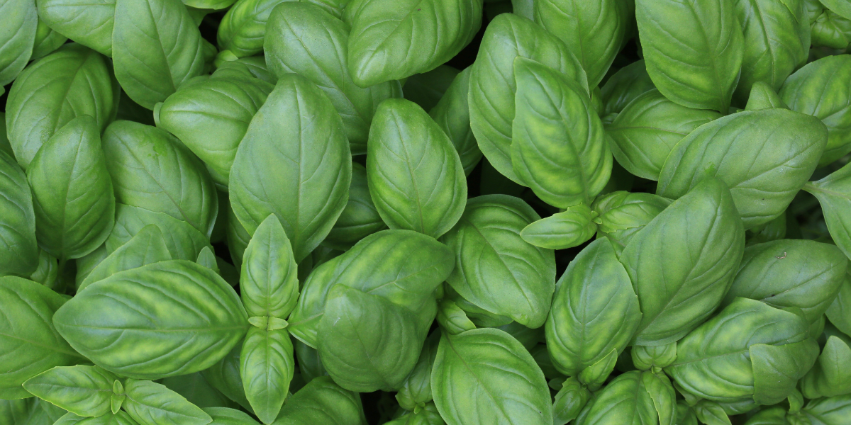 Close up of basil, one of the things that can be grown with hydroponics to help eliminate food deserts.