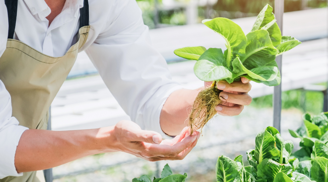 The Zone of Aeration: Controlling the Hydroponic Root System 