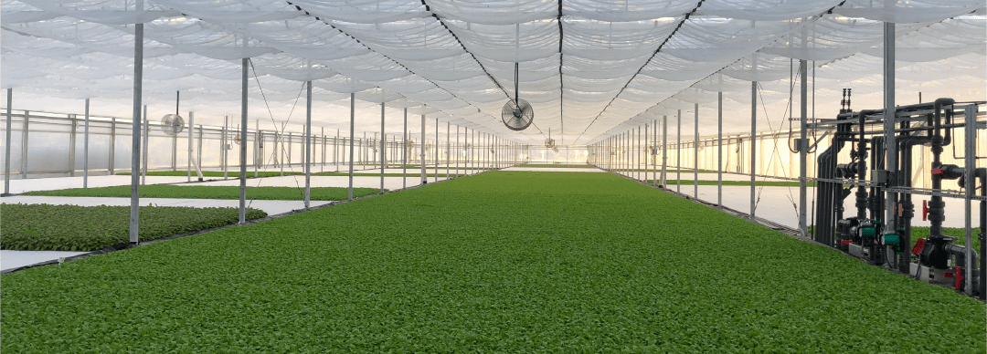 Wide view of a Hydronov greenhouse facility with healthy greens growing on floating raft technology.