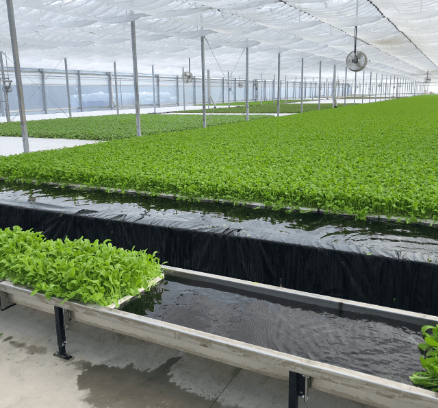 Hydronov greenhouse facility with healthy greens growing in floating raft technology.