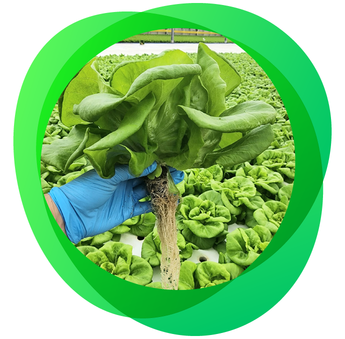 Head of lettuce grown with hydroponics with green background