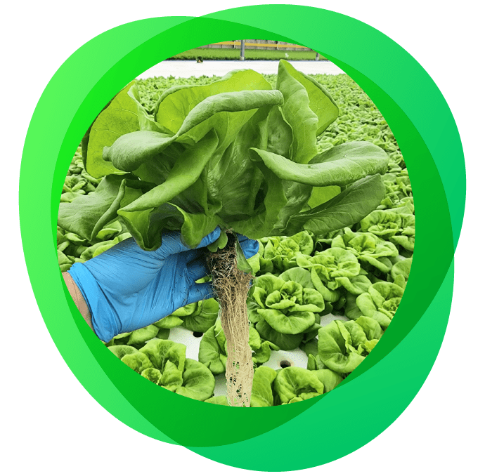 Head of lettuce grown with hydroponics with green background