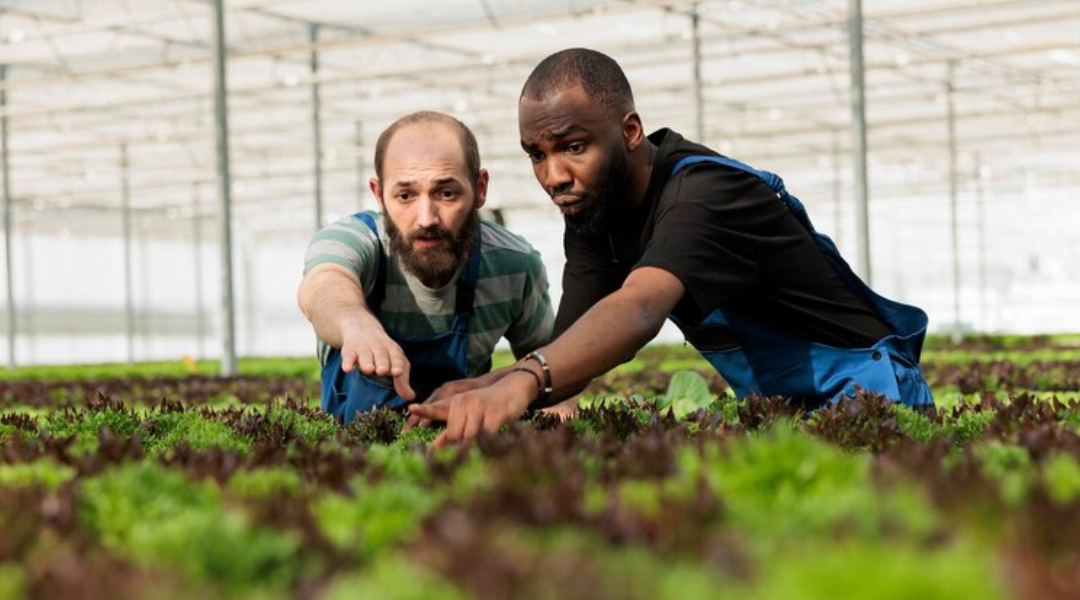 two men discussing crop yield over lettuce grown using hydroponics, a regenerative agriculture growing tool.