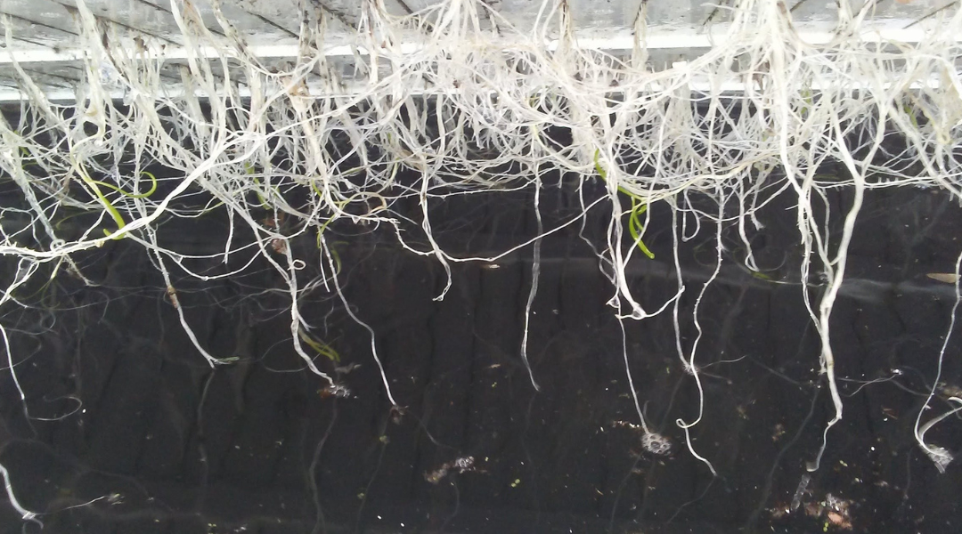 Plant roots in a hydroponic system showcasing the fertilization process.