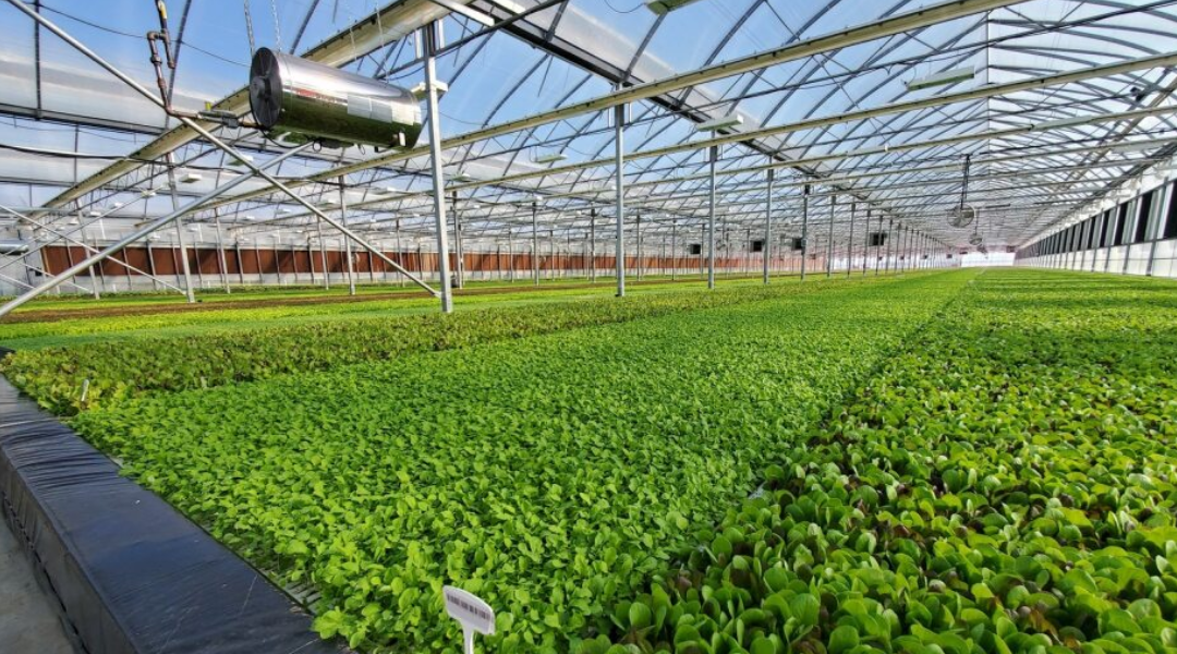 Hydroponic system in greenhouse