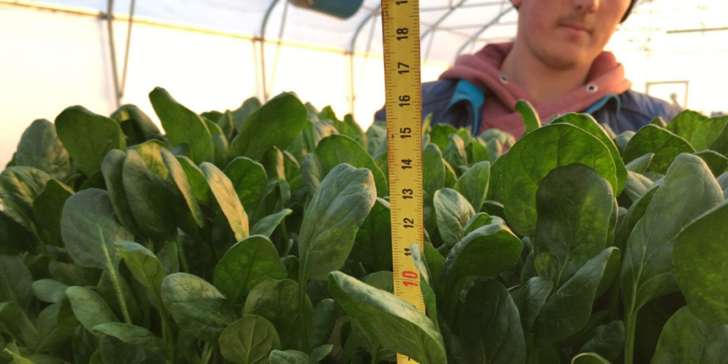 Person measuring large spinach grown using hydroponic technology, showing the cost of hydroponic farming pays off.