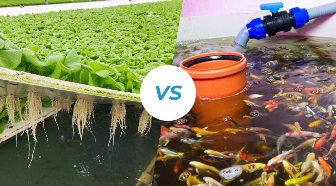 Aquaponics vs Hydroponics: What’s the Difference?