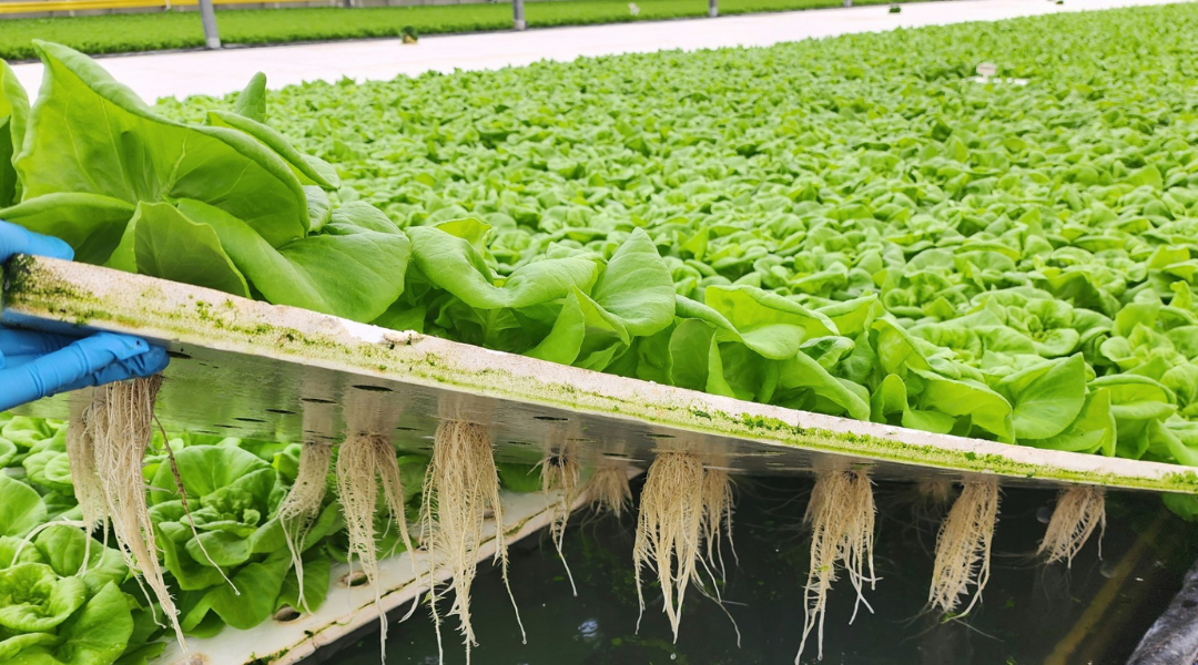raft of lettuce grown through deep water culture is lifted up to show roots