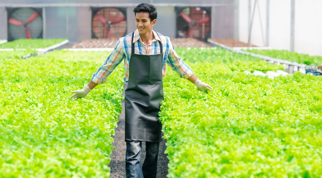 man with apron on walking through hydroponic greenhouse