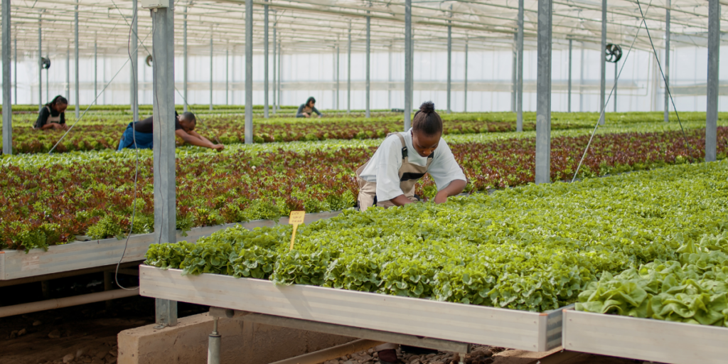 a woman inspecting a hydroponic garden