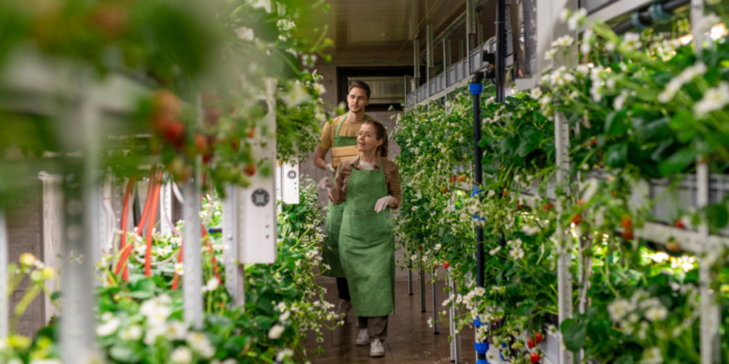 A man and a woman walking through a vertical farm.