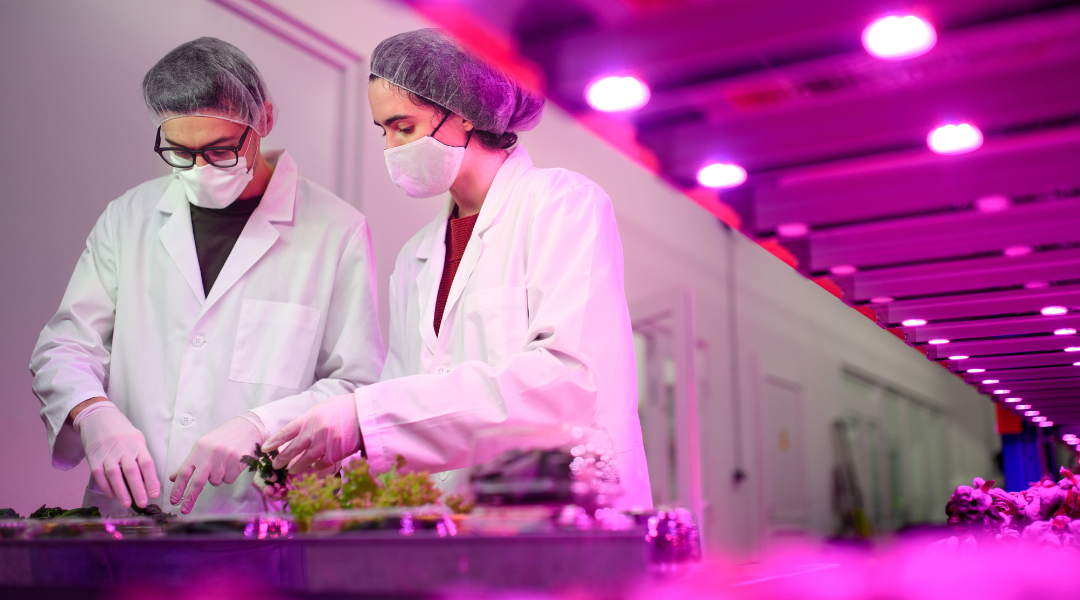 Two growers working next to a hydroponic lighting set-up.