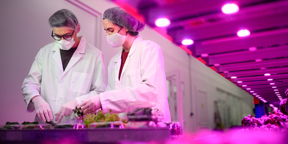 Two growers working next to a hydroponic lighting set-up.