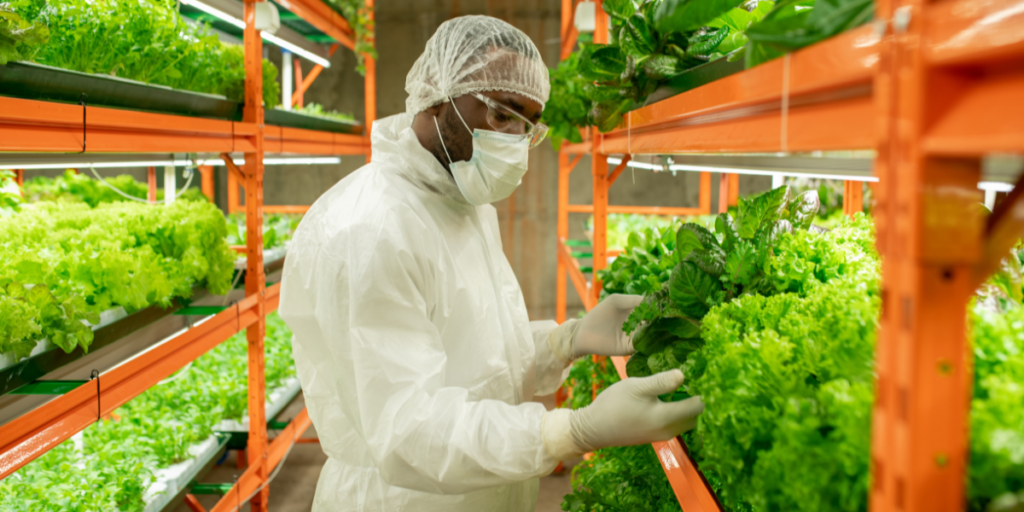 A hydroponics grower inspects a plant under a hydroponic lighting system.