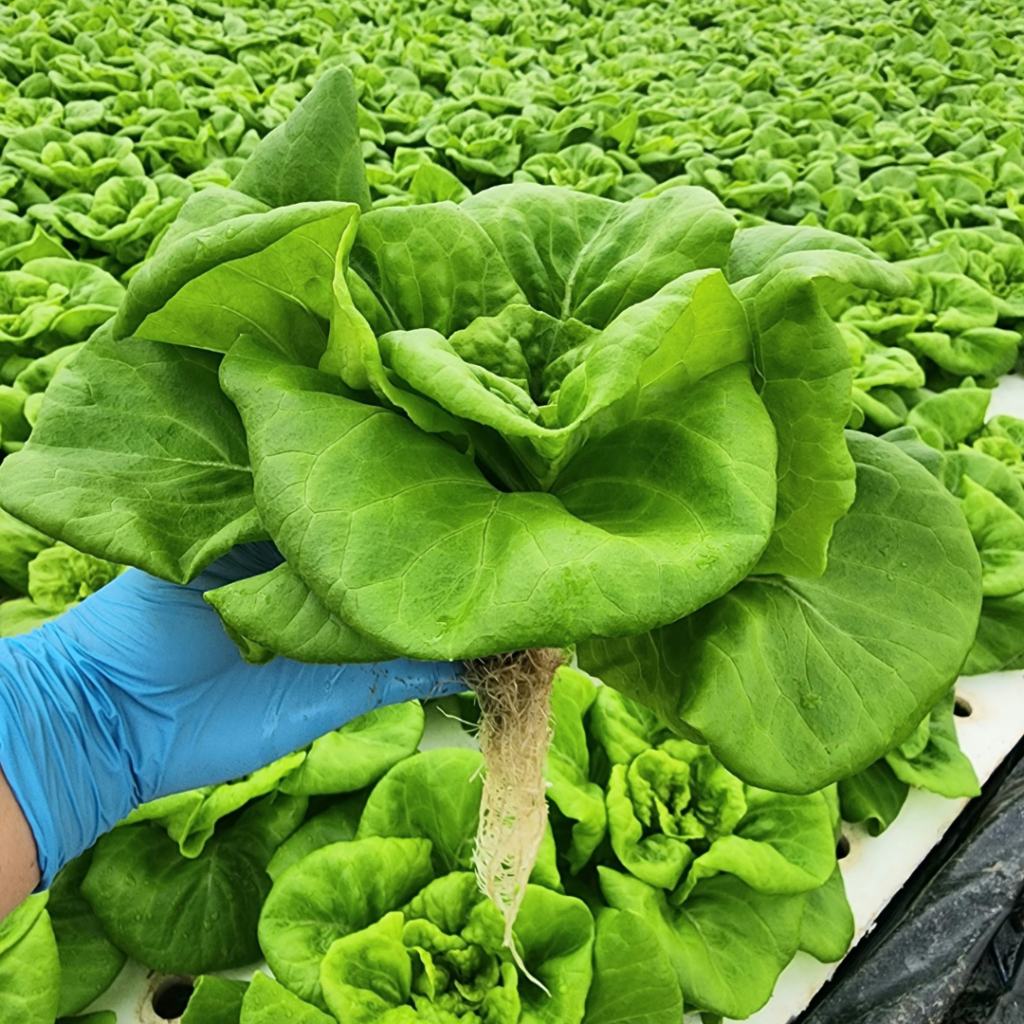 hydroponic lettuce