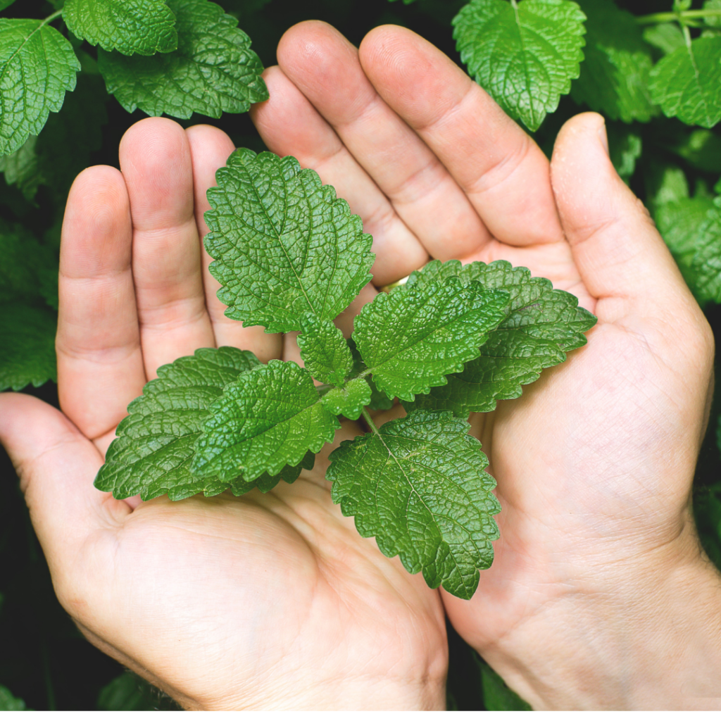 mint leaves nested in persons hands