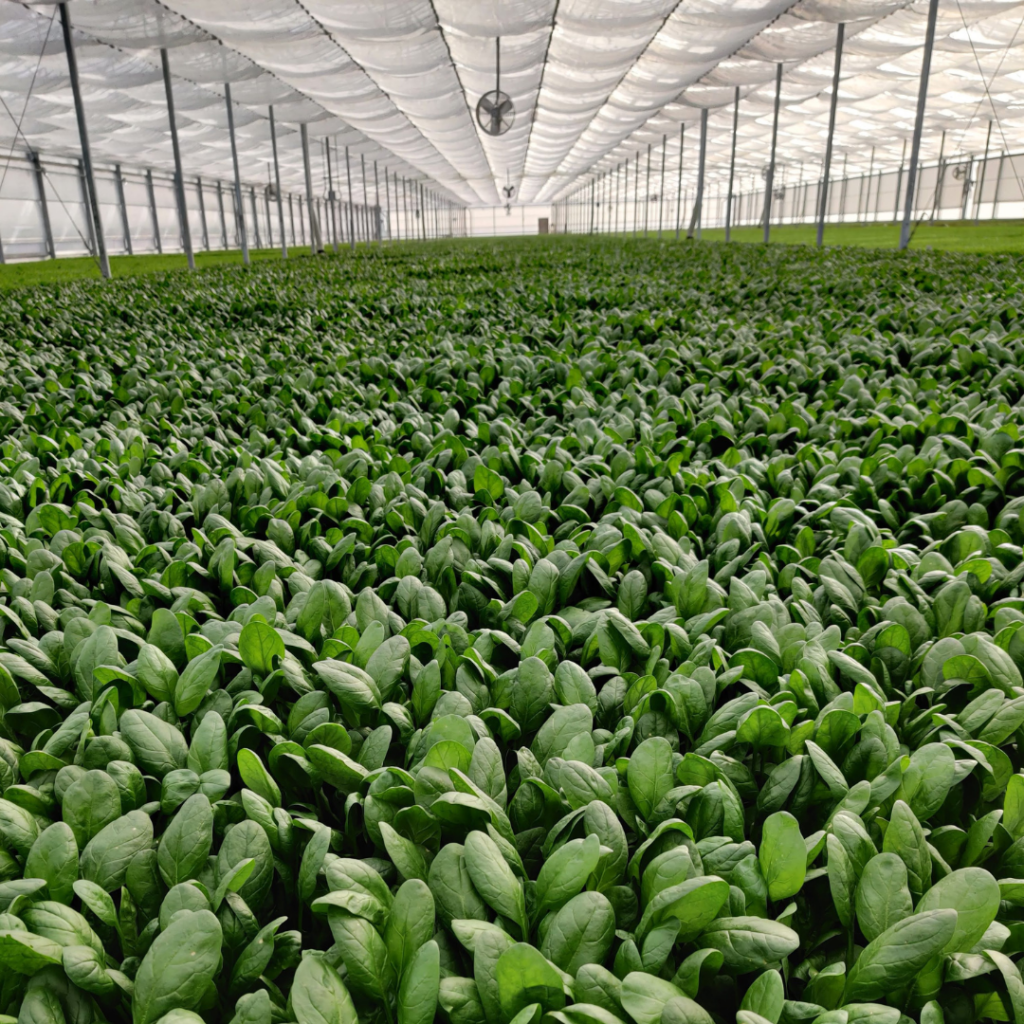 spinach in hydroponic greenhouse