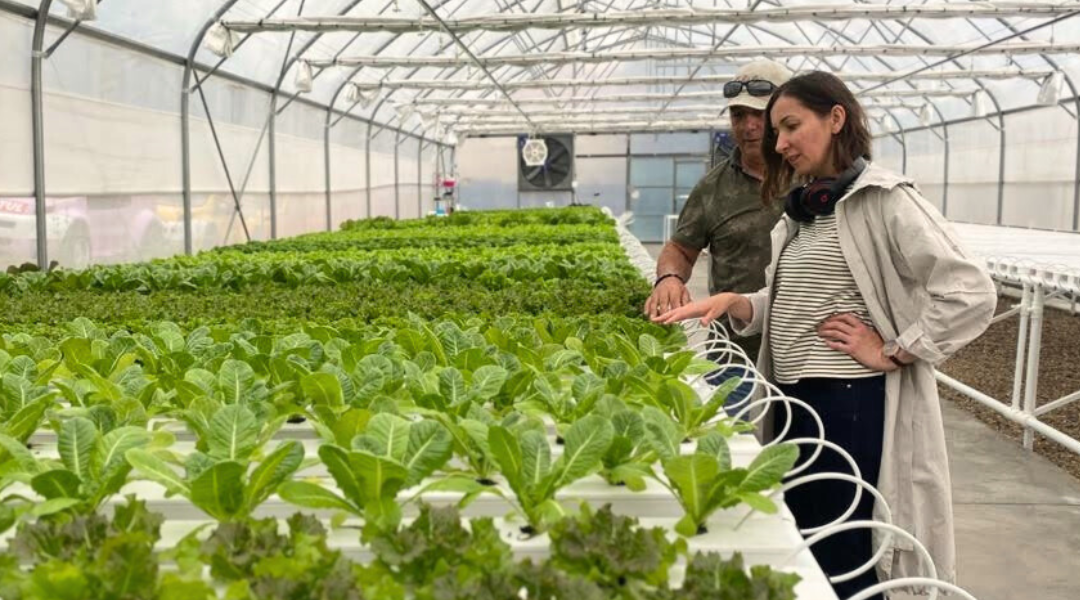 Man and woman in agtech investment looking over hydroponic lettuce growth