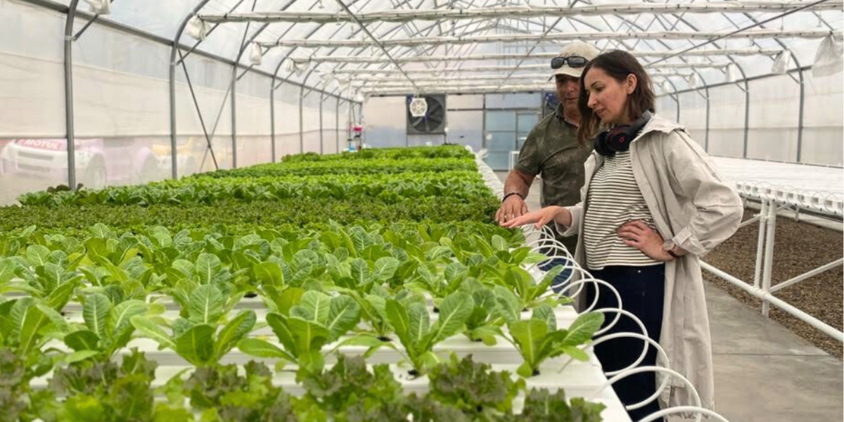 Man and woman in agtech investment looking over hydroponic lettuce growth