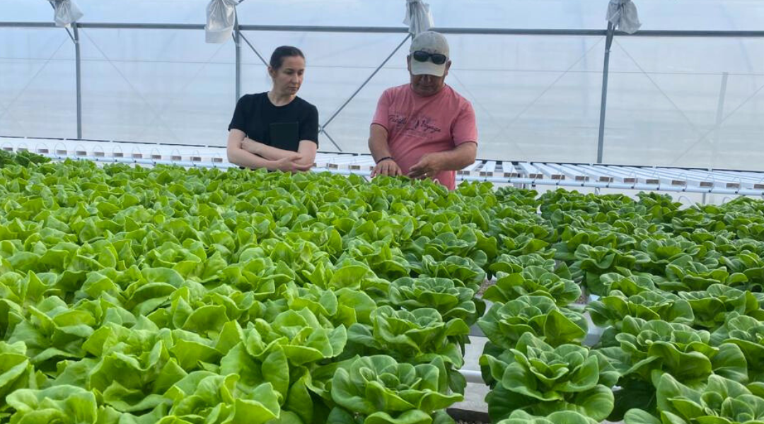 Your Ultimate Guide to Growing Hydroponic Lettuce 