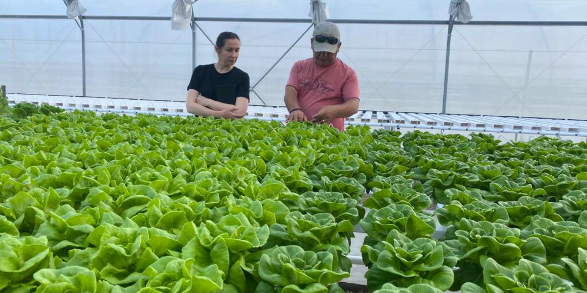 Man and woman observing large hydroponic lettuce system