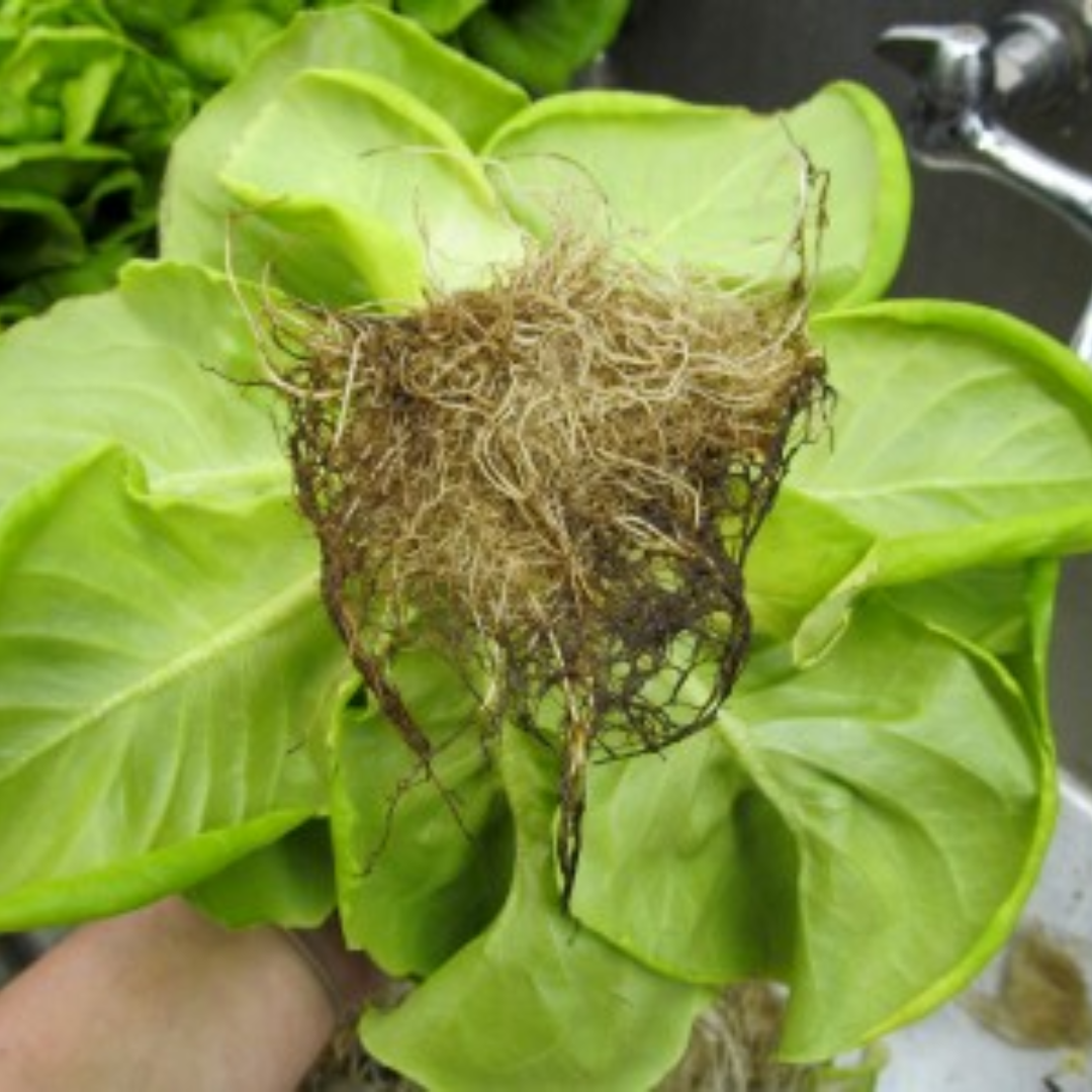 hydroponic lettuce showing shading symptoms