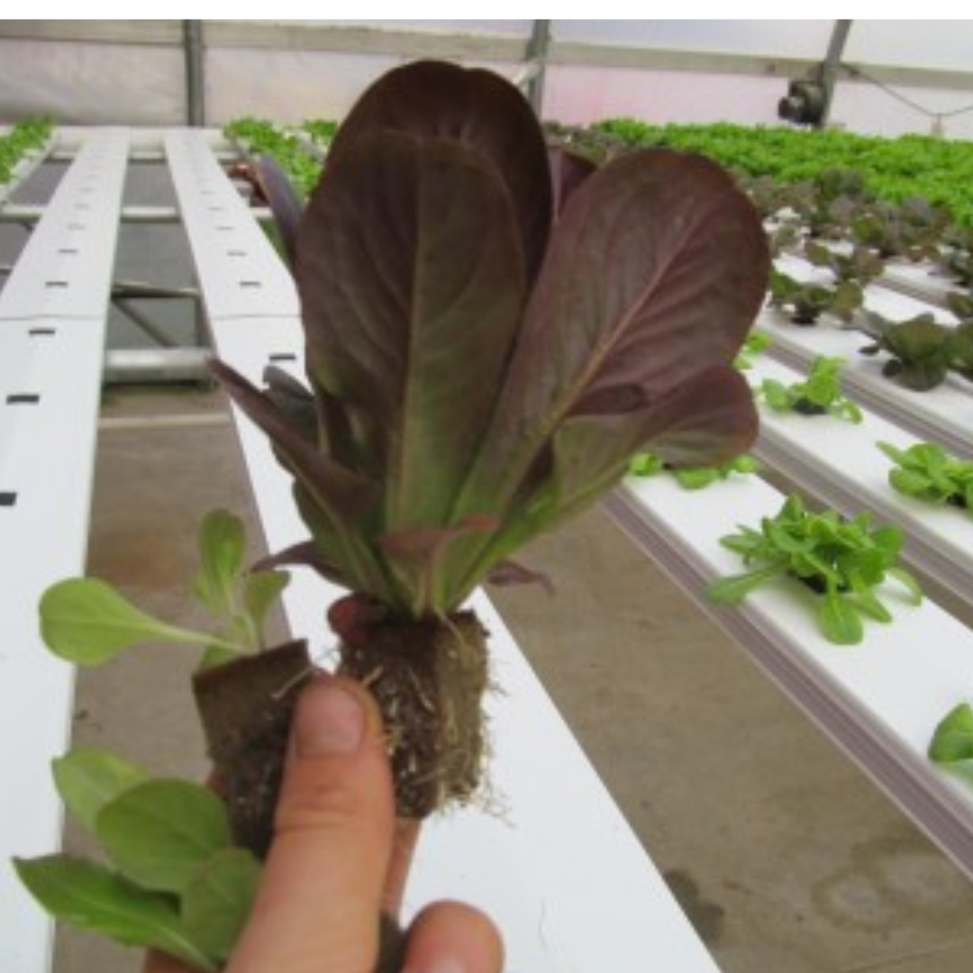 hydroponic lettuce showing shading symptoms