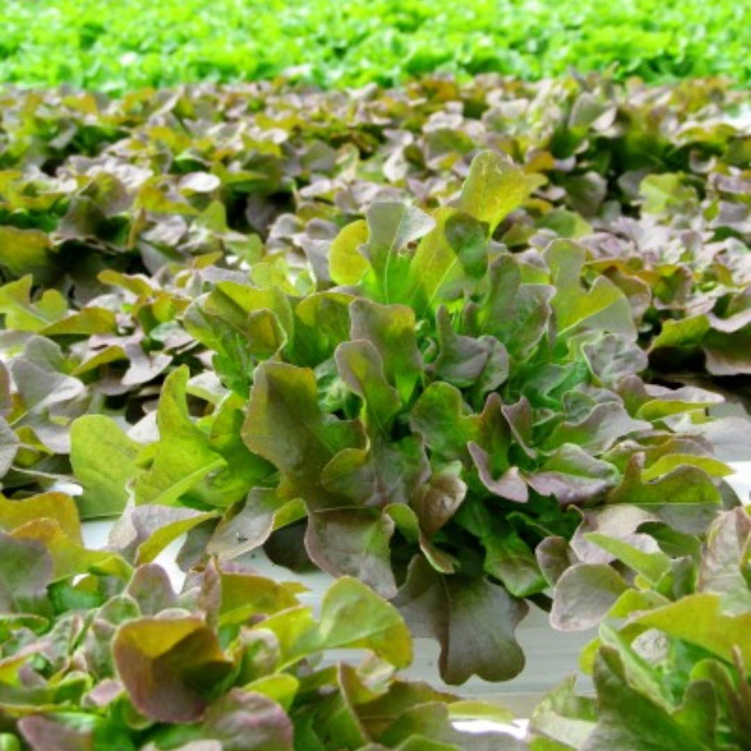 hydroponic lettuce showing shading symptoms