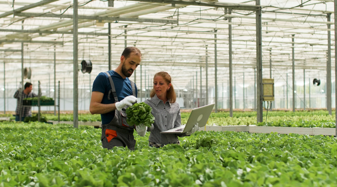 Farmer man showing cultivated fresh salads to agronomist businesswoman discussing agronomy production during farming season. Rancher harvesting organic green vegetables in hydroponic greenhouse