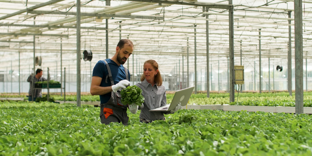 Farmer man showing cultivated fresh salads to agronomist businesswoman discussing agronomy production during farming season. Rancher harvesting organic green vegetables in hydroponic greenhouse